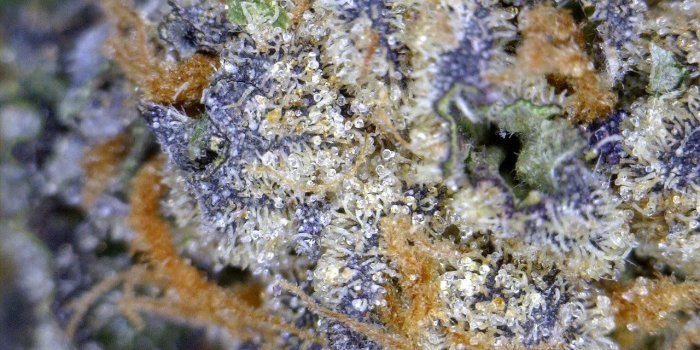 1280x1024 Purple haze close up