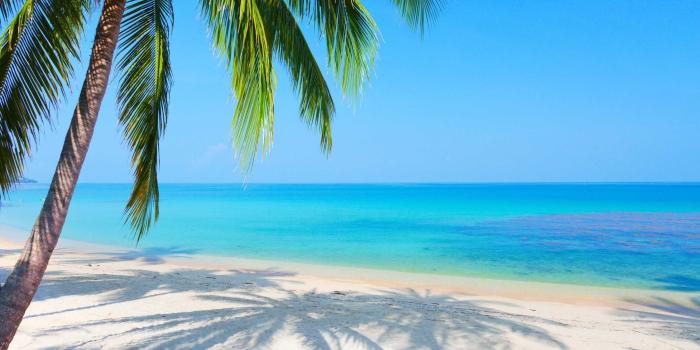 2946x2000 Palm Tree And Ocean Wallpapers