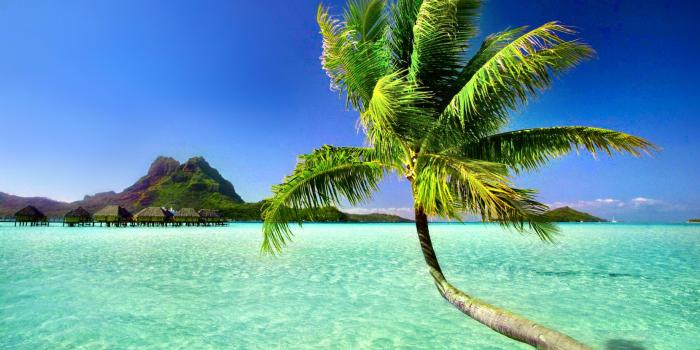 2880x1800 Palm Tree wallpaper | 2880x1800 | #47587