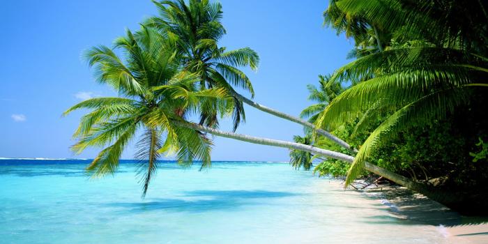 1920x1200 Beach Landscape With Palm Tree - Palm Trees And Ocean (#119410) - HD
