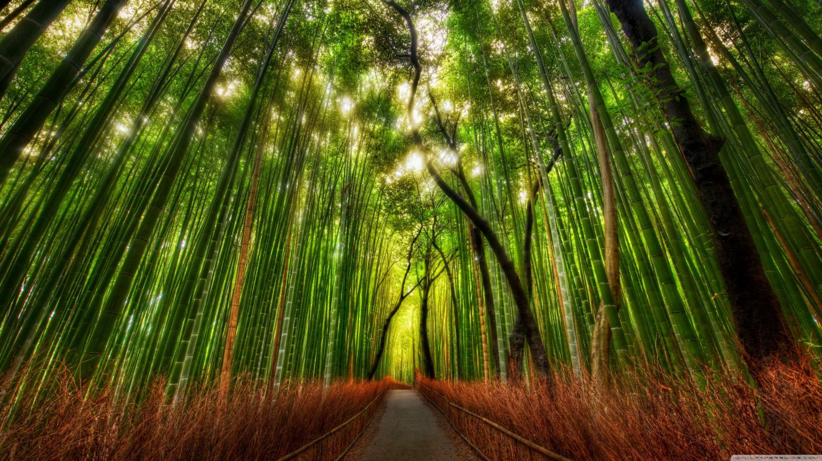 3554x1999 Bamboo Forest 4K HD Desktop Wallpaper For Dual Monitor Desktops