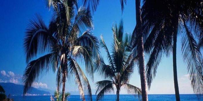 768x1280 Ocean Palm tree Wallpaper by _LuCkyman_ - 87 - Free on ZEDGE™