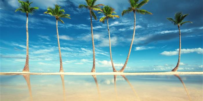 2000x1334 5089253 Sea, Horizon, Tree, Earth, Ocean, Palm Tree wallpaper and