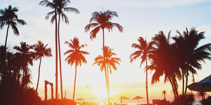 744x1392 Beautiful sunset palm trees iphone wallpaper | ᴡᴀʟʟᴘᴀᴘᴇʀs em