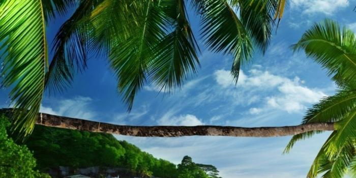 1080x1920 55+ Tropical Palm Tree Wallpapers - Download at WallpaperBro