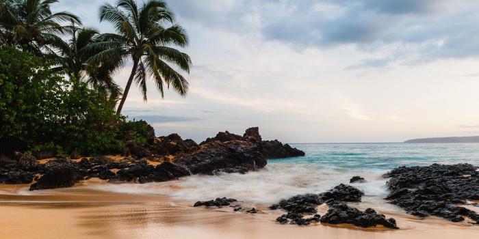 1332x850 Wallpaper Beach, Water, Sand, Ocean, Stones, Waves, Palm Tree images
