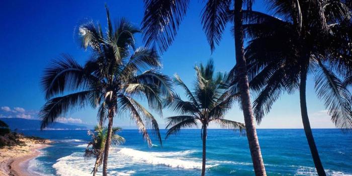 1440x1280 Ocean Palm tree Wallpaper by _LuCkyman_ - e1 - Free on ZEDGE™