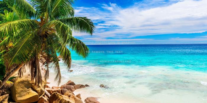 3000x1980 tropical rock beach ocean palm waves tree