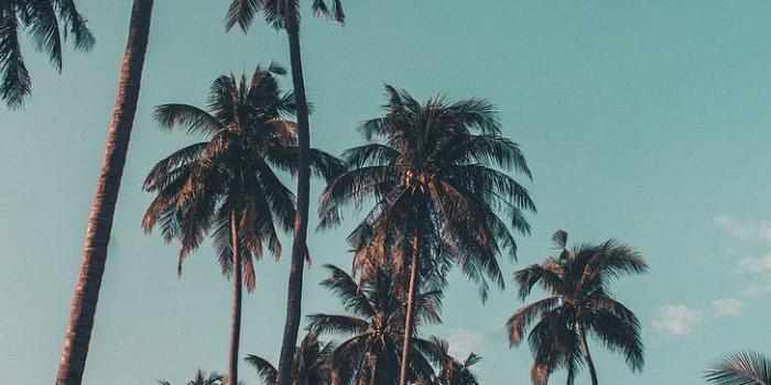 728x1092 Royalty free photo: Sunset on the beach, coconut trees under clear