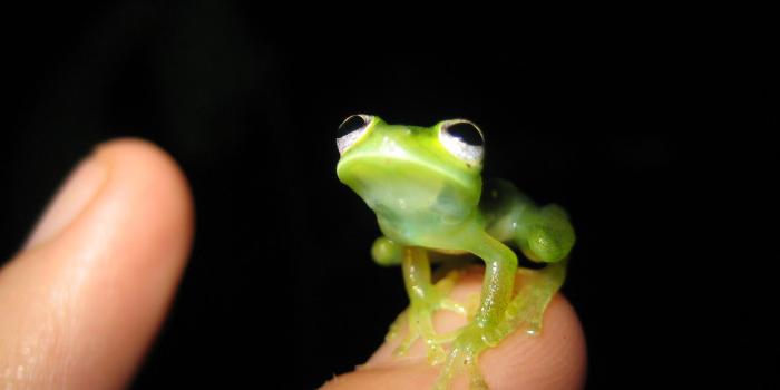 1600x1200 Kermit in real life - Imgur
