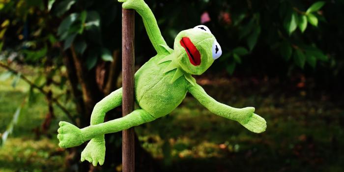 6000x4000 Free stock photo of animal, cute, fig