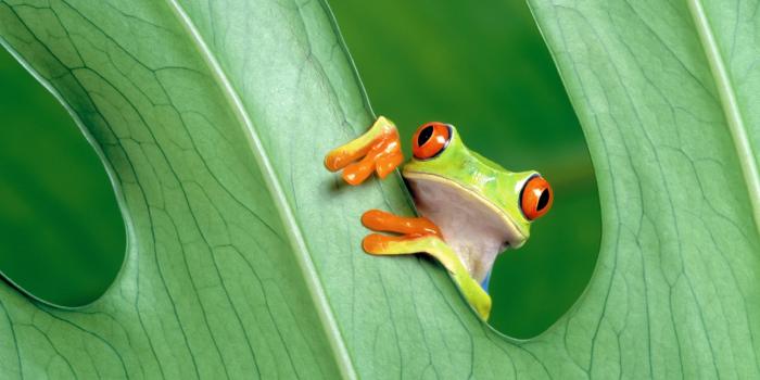 2560x1600 frog wallpapers