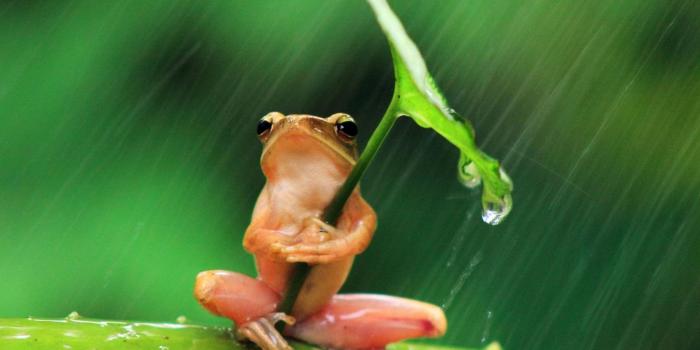 1920x1080 HD wallpaper: animal, cute, fig, frog, frogs, fun, funny, go away