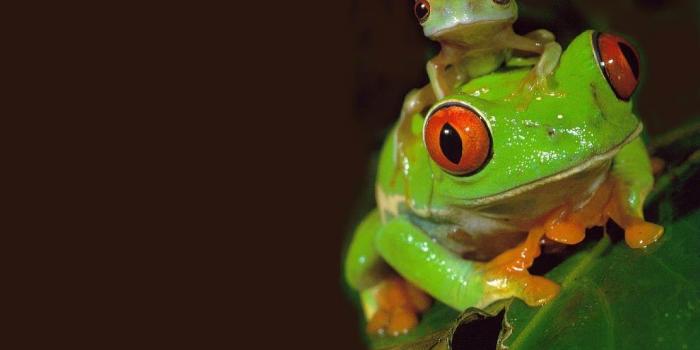 1024x768 Frog Wallpaper Group (68+), Download for free