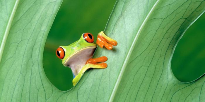 1920x1200 Free Cute Green Frog Wallpaper