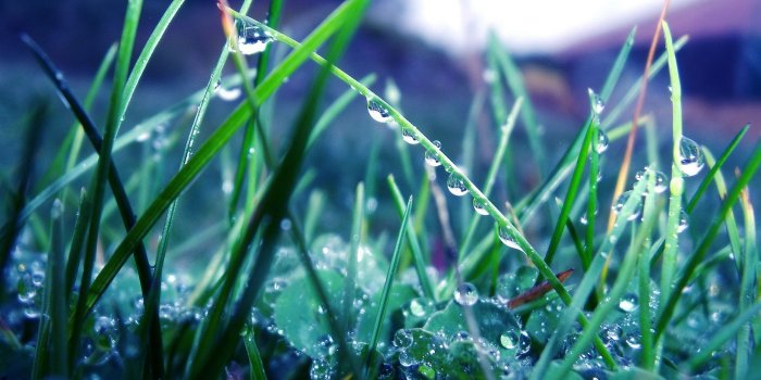 2560x1600 Plants raindrops and dew aesthetic Photography HD Wallpapers 10
