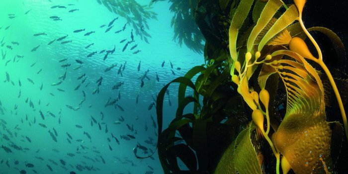 2048x1536 IN DEPTH | Feast and Famine - Santa Cruz Waves