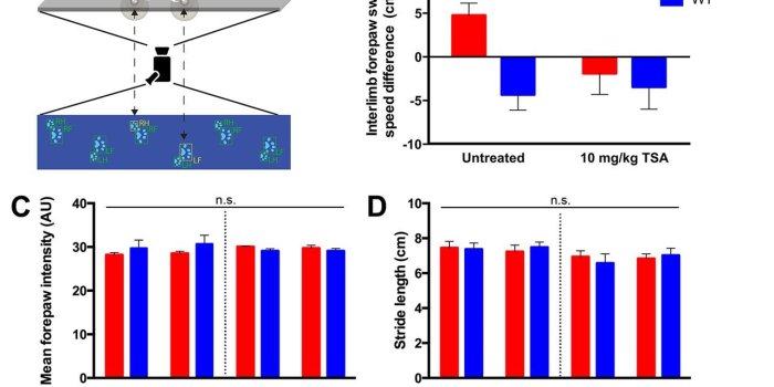 1280x800 Neuronal Activity Promotes Oligodendrogenesis and Adaptive