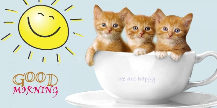 1200x680 Good Morning cats babies in coffee cup funny | HD Wallpapers Rocks