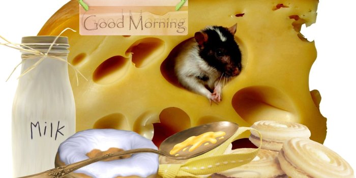 1920x1200 3073-Good-Morning-Funny-Wallpaper-Facebook-Whatsapp-Status | Good