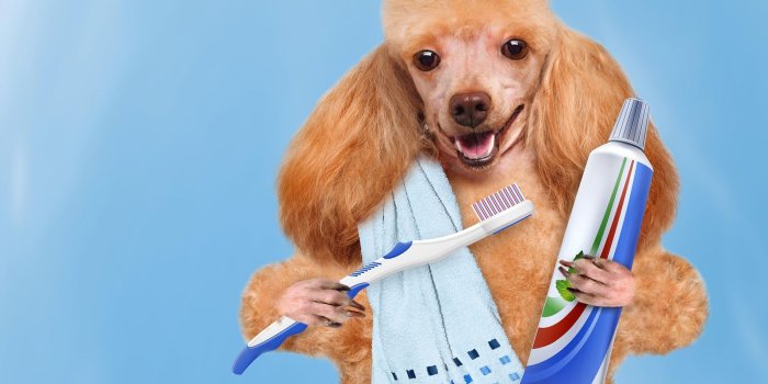 1600x1200 Funny Good Morning Wallpaper Group - Dog Brushing Its Teeth