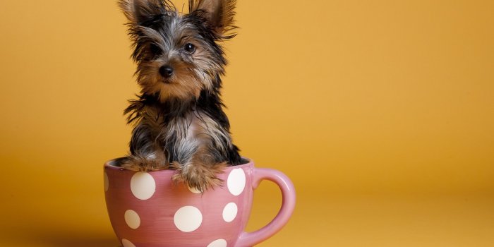 2560x1600 veryfunnywallpaper: Funny good morning wishes wallpapers HD