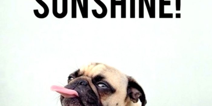 1128x1092 Funny Good Mornings | Wallpapers Clone