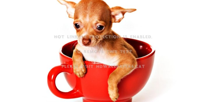 1900x1200 good morning! red puppy funny chihuahua cup
