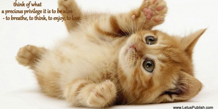 1920x1110 Funny Animal Wallpapers Free Download Best Of Good Morning Cute Cat