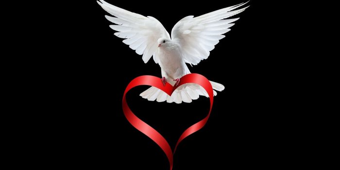 2844x1600 Elegant Dove Download Free Wallpapers For Phone Wallpaper Pc Android