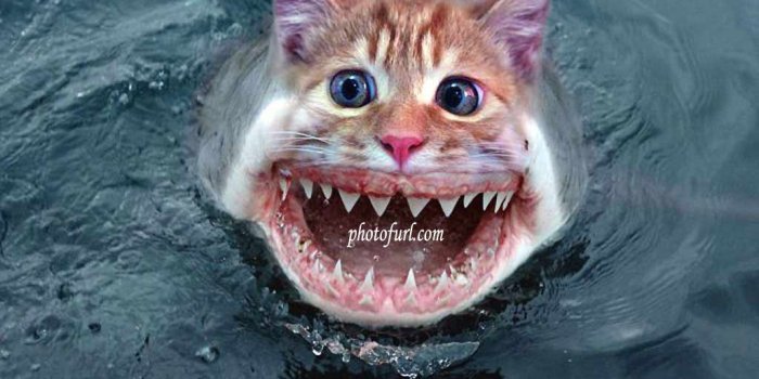 1024x768 Cute Cat Wallpaper Good Morning Quotes With Cat Funny Tagalog 1024x768