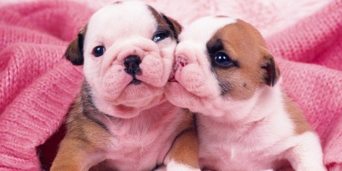 1024x768 25 Beautiful Bulldog Puppies That Will Melt Your Heart