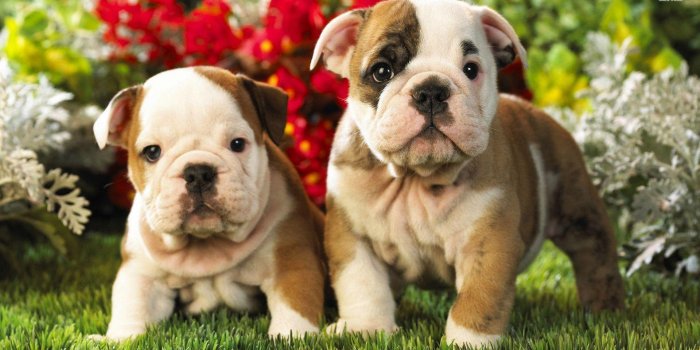 1920x1080 English Bulldog Puppies Wallpaper 1080p « Desktop Background