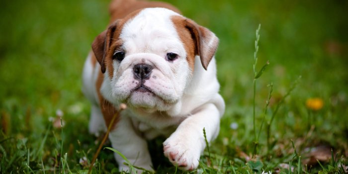 2880x1800 Bulldog Puppies HD Wallpaper, Background Images
