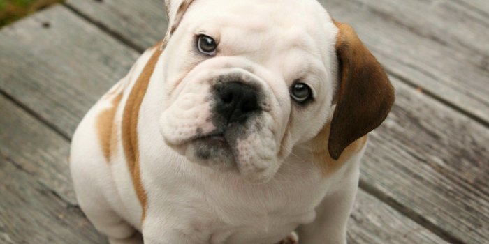 1500x1000 french-bulldog-puppies-wallpaper-high-definitionbulldog-dog