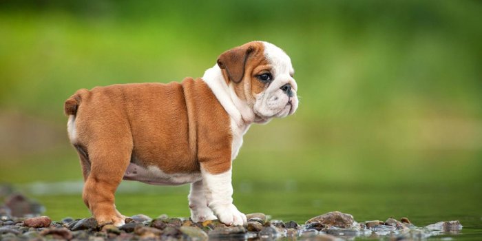 1280x720 25 Beautiful Bulldog Puppies That Will Melt Your Heart