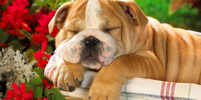 1920x1080 English Bulldog puppy wallpaper - Animal wallpapers - #7065