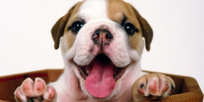 1280x720 25 Beautiful Bulldog Puppies That Will Melt Your Heart
