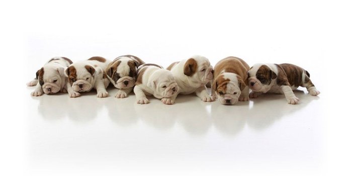 1024x768 French Bulldog Puppies Wallpapers & Pics - Pets Cute and Docile