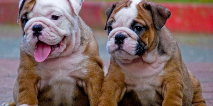 1024x768 25 Beautiful Bulldog Puppies That Will Melt Your Heart
