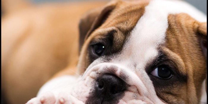1600x1200 Cute Puppies Wallpaper Wallpapers Browse | Bulldog puppies | Cute