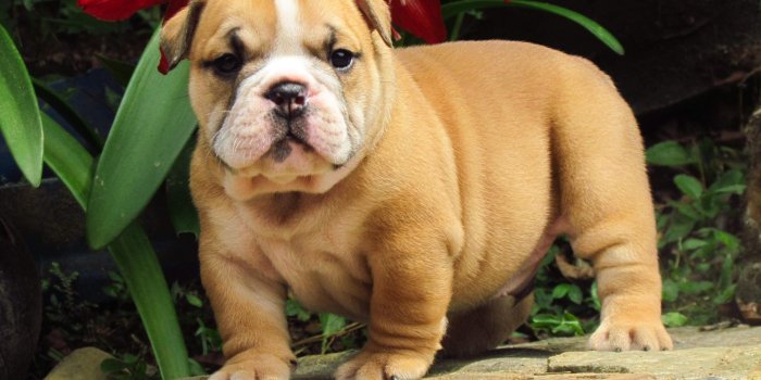 3072x2304 Top 10 Punto Medio Noticias | Bulldog Puppy Images Hd