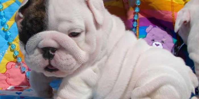 1091x725 Lovely White English Bulldog puppy photo and wallpaper. Beautiful