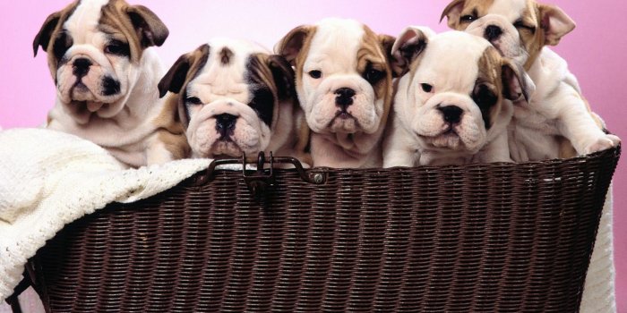 2560x1600 cute bulldog puppy wallpapers | Freshwallpapers