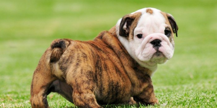 1280x1043 25 Beautiful Bulldog Puppies That Will Melt Your Heart