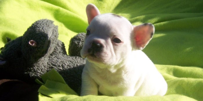 1600x1200 French Bulldog Puppies Wallpapers | Cute!! | French bulldog, French