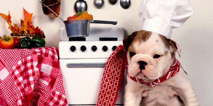 1600x1200 English Bulldog Wallpapers
