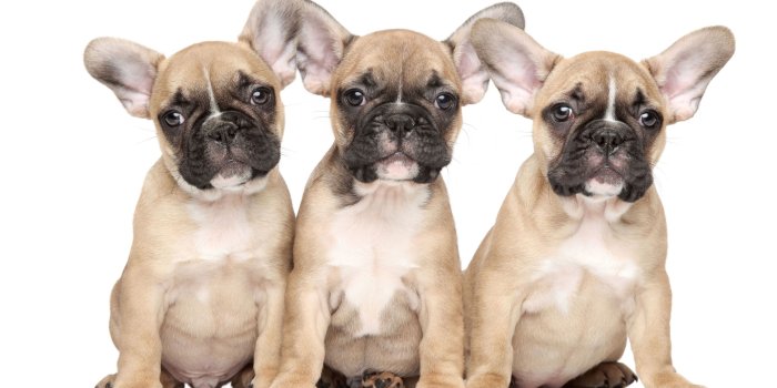 2738x1825 Free download french bulldog puppies wallpaper [2738x1825] for your