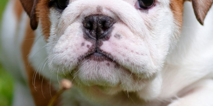 1080x1920 Bulldog (Puppy, Cute, Grass, Walk）HD Dog Wallpaper