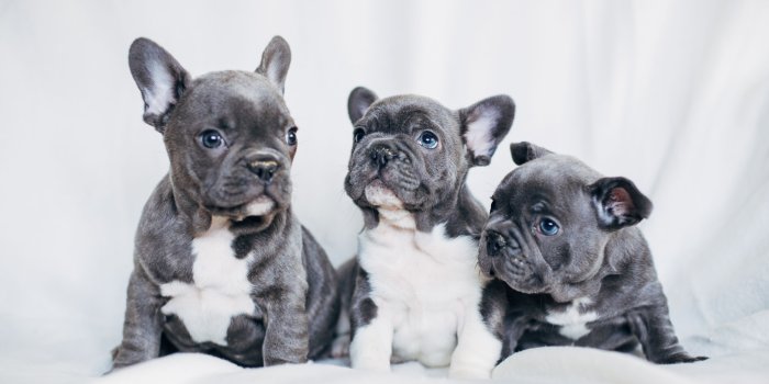 3840x2400 French Bulldogs Wallpapers